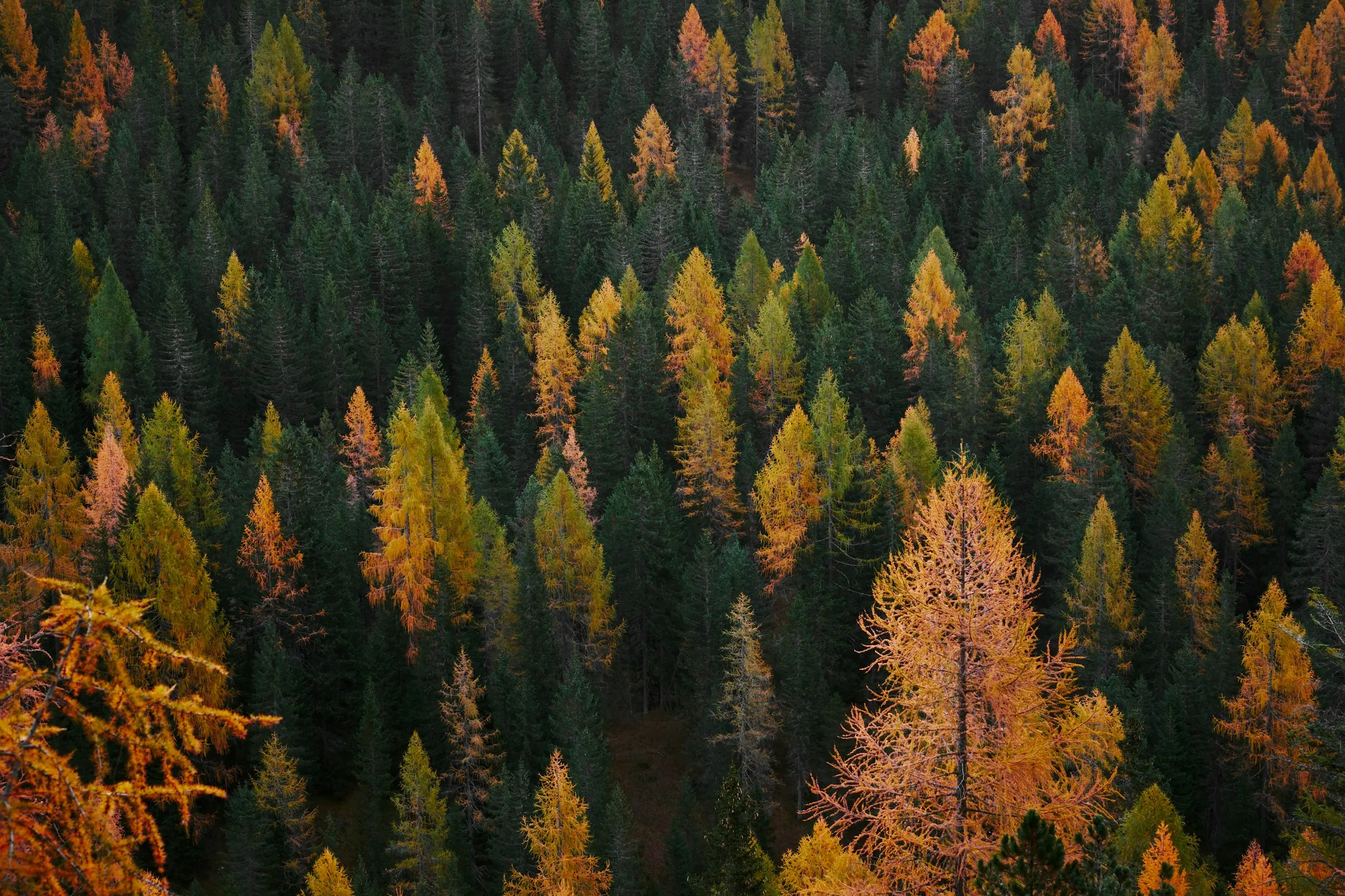 Banner image of the blog